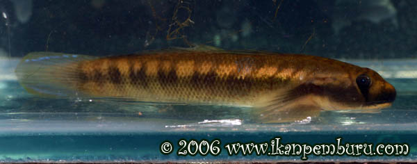 Sicyopterus sp