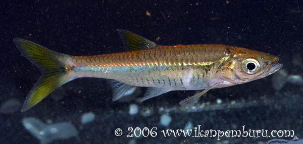 Rasbora sp