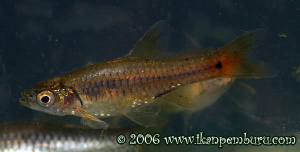 Rasbora taytayensis