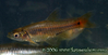 Rasbora taytayensis