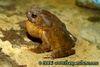 Bufo philippinicus Boulenger, 1887