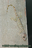 Gekko gecko