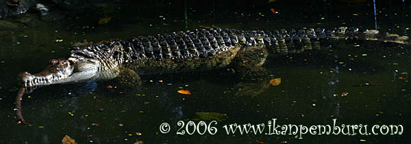 Crocodilus mindorensis