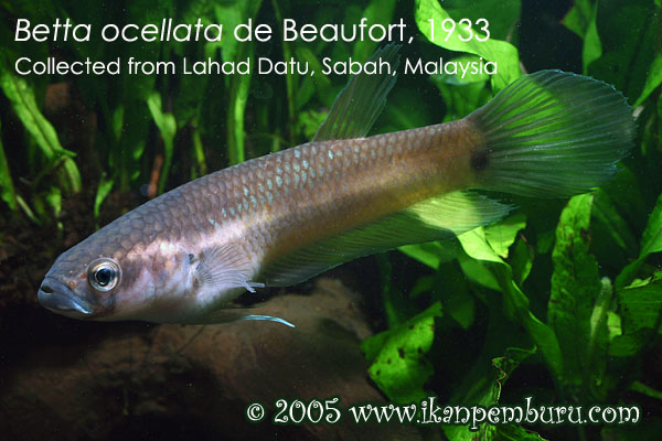 Betta ocellata, female