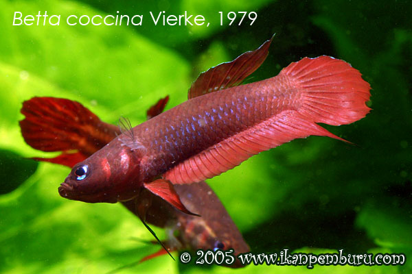 Betta coccina