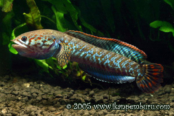 Channa Bleheri - AquaticQuotient.com