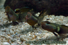 Rhinogobius duospilus singing