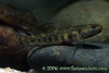 Rhinogobius duospilus female