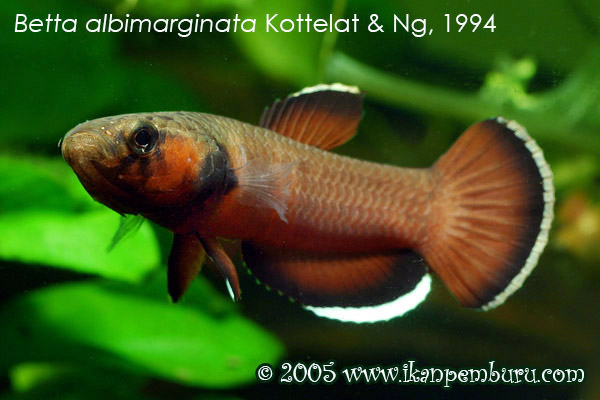 Betta albimarginata