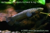 Betta albimarginata, Female