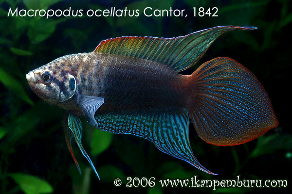 Macropodus ocellatus