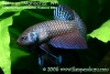 Betta sp "Mahachai"