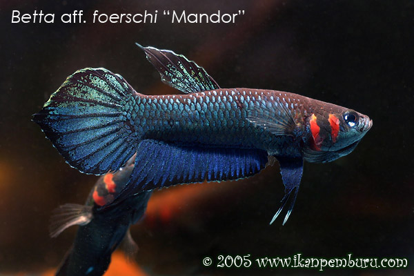 Betta sp "Mandor"