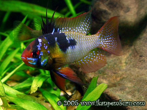 Papiliochromis ramirezi