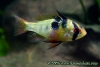 Papiliochromis ramirezi, Female