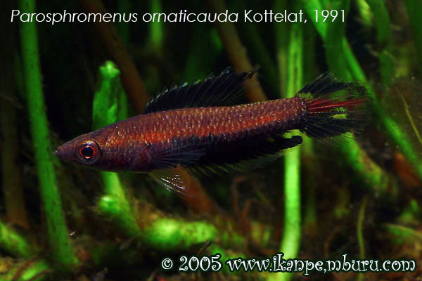 Parosphromenus ornaticauda