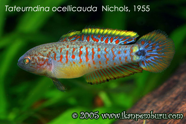 Tateurundina ocellicauda