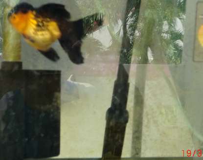 My Apache Oranda