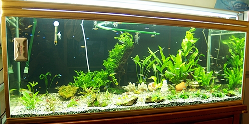 John Hoe's Planted Tank