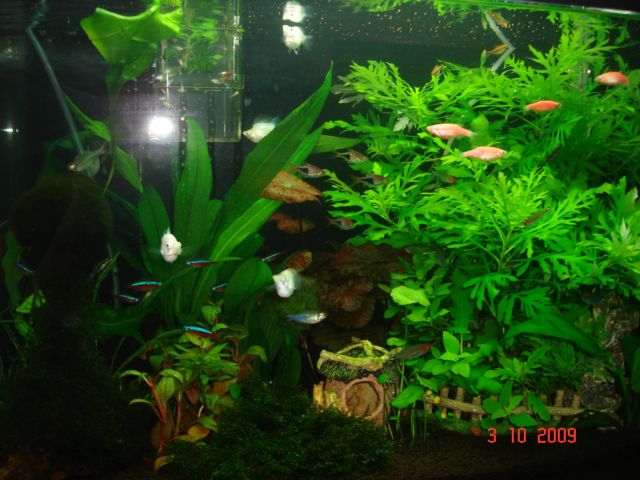 2ft Tank