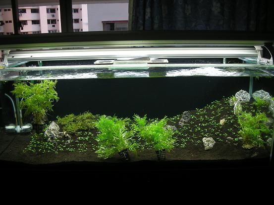 4 Ft Tank Revamp to Glosso lawn Concept