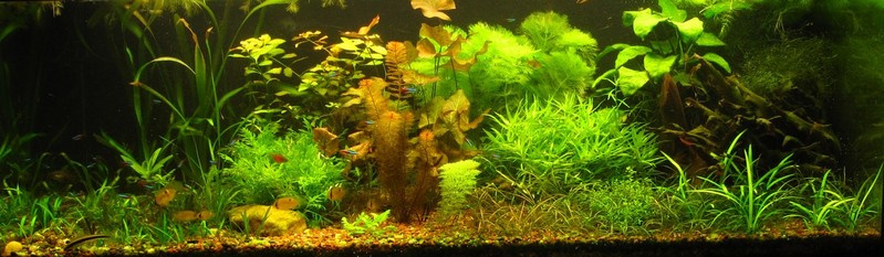 My Planted Tank