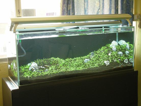 4 Ft Tank Revamp to Glosso lawn Concept