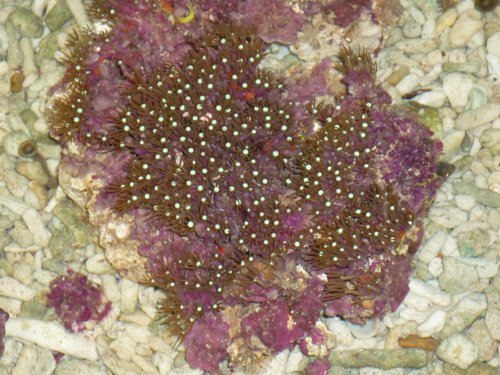 Star Polyps