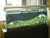 4 Ft Tank Revamp to Glosso lawn Concept