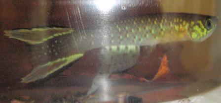 Green Form, A. Rubrocaudatus Killifish