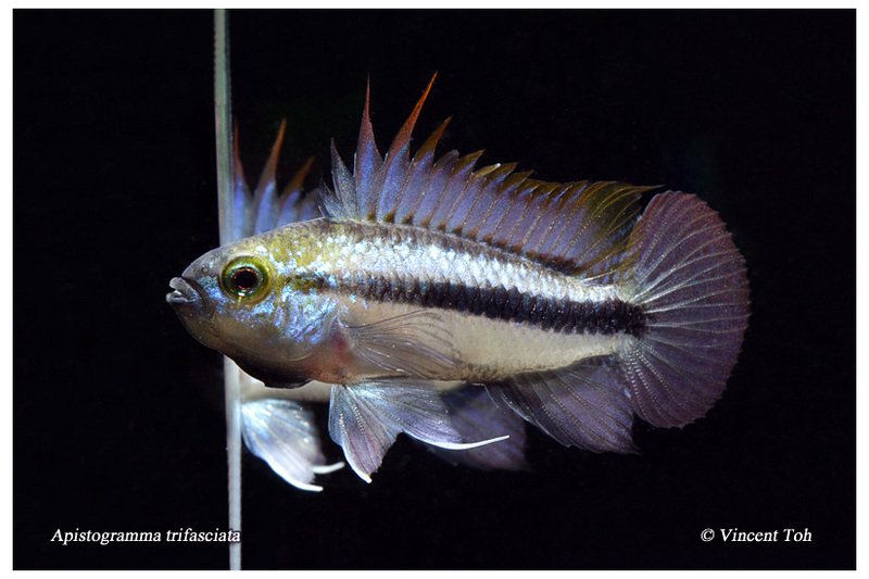 Apistogramma Trifasciata