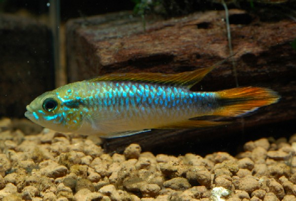 Apistogramma agassizii Peru