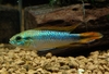 Apistogramma agassizii Peru