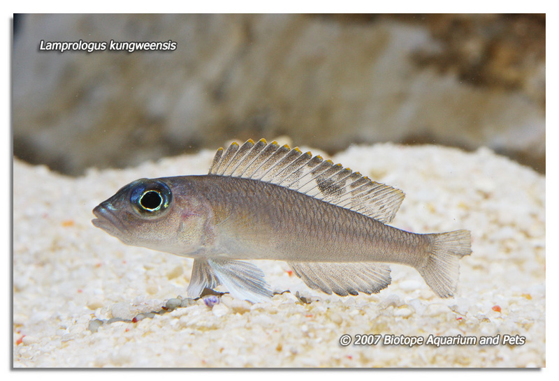 Lamprologus kungweensis