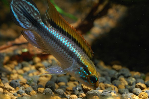 apistogramma agassizii Flamenco