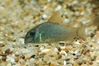 corydoras concolor