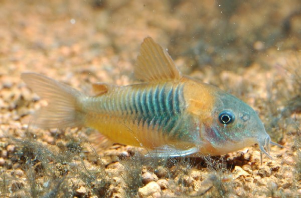 corydoras sp venezuela2