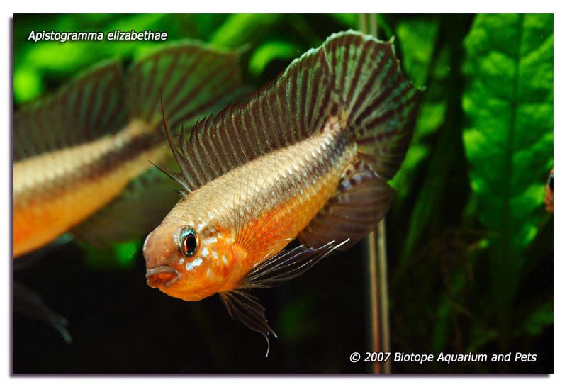 Apistogramma elizabethae