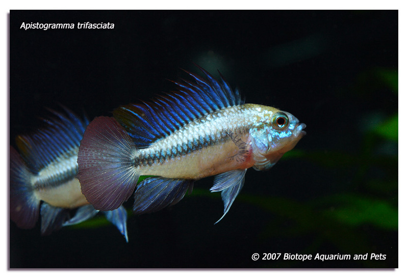 Apistogramma trifasciata