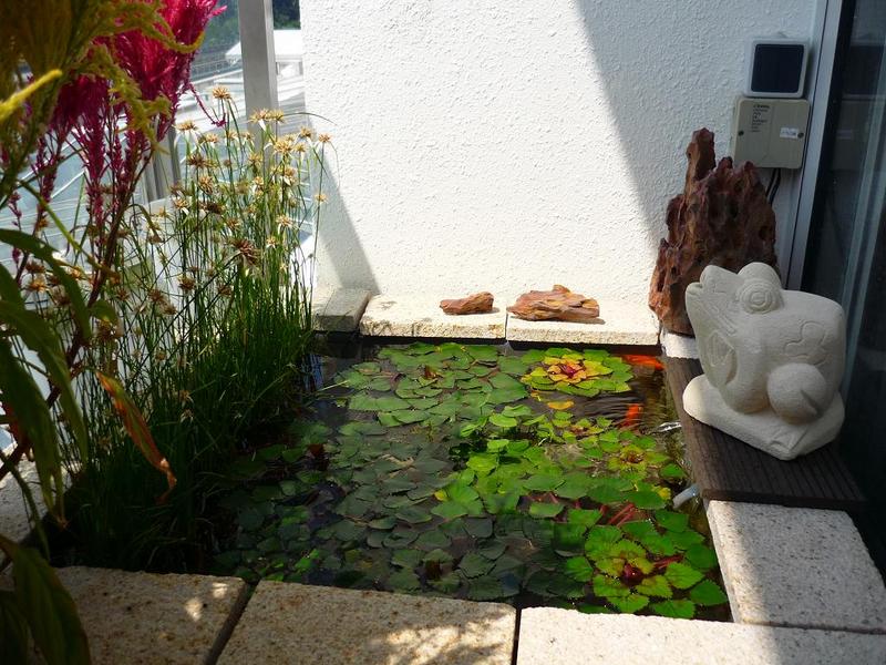 Mini Pond - With Floaters