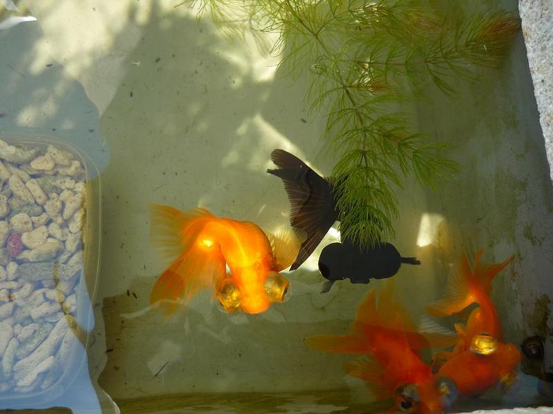 Fantail Goldfish