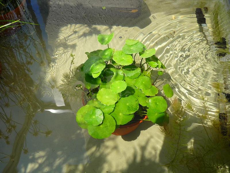 Lotus Look-alike (forgot The Name Of This Plant)