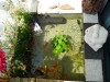 Mini Pond - Clear View Without Floaters