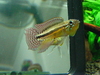 Apistogramma paucisquamis