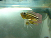 Apistogramma paucisquamis