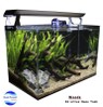 Planted Tank for Sale (Enchanted Woods)