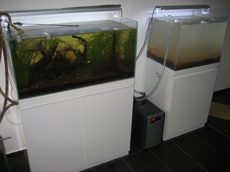 My fish tanks