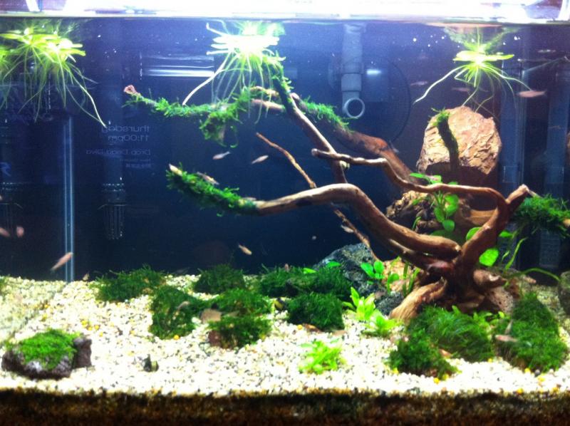 Low Tech Rescape -  3 days old