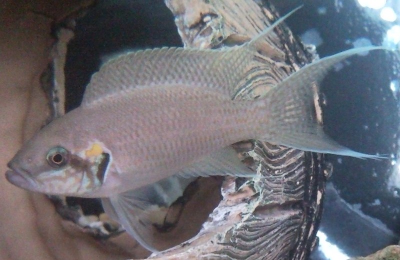 Neolamprologus Brichardi Male