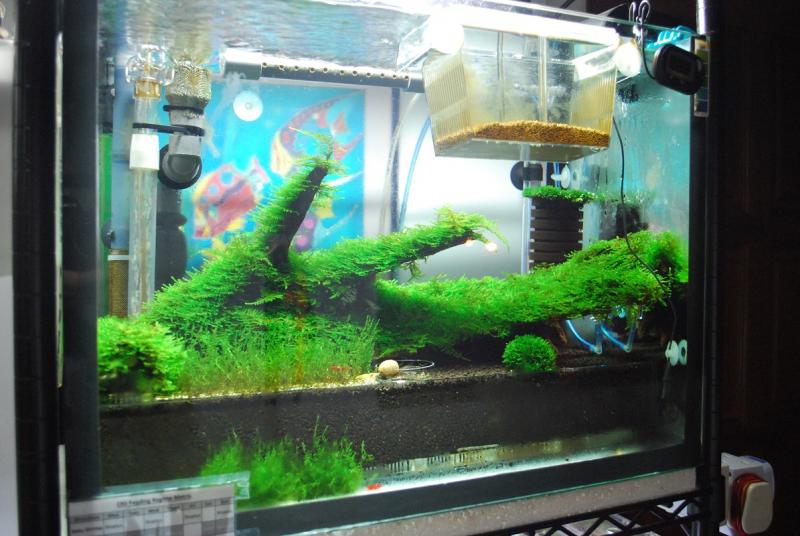 Shrimps